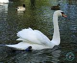 Mute Swan 9P051D-064